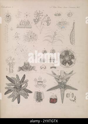 Icones zootomicae, Leipzig, W. Engelmann, 1857, Atlanten, Anatomie, vergleichend, zeigt die Illustration eine Vielzahl von Meeresorganismen mit komplexen Details, die ihre einzigartigen Strukturen und Formen zeigen. In der Mitte zeigen mehrere Seesterne ihre charakteristische radiale Symmetrie, umgeben von einer Sammlung anderer Meereslebewesen, einschließlich Korallen und Meeresanemonen, die präzise dargestellt werden. Jeder Organismus ist mit Buchstaben und Zahlen gekennzeichnet, die eine detaillierte wissenschaftliche Klassifizierung anzeigen. Das Gesamtkonzept hebt die Vielfalt der Meeresbiologie hervor und betont sowohl die ästhetische Schönheit Stockfoto
