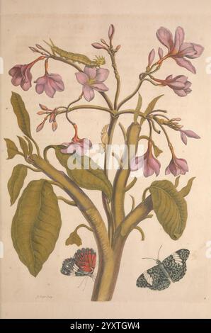 Metamorphosis insectorum surinamensium. Amsterdam, voor den auteur, als ook von G. Valck,[1705]. Botanik, Insekten, Bildwerke, Suriname, Frauen in der Wissenschaft, 7, Maria Sibylla Merian, Schmetterling, Schmetterlinge, Insekten, Entomologie, Raupe, Raupen, Chrysalis, Chrysalises, Prelinnean Works, Maria Sibylla Merian, Q62530, Q62530., Eine zarte botanische Illustration zeigt eine schlanke Pflanze mit üppigen grünen Blättern und Haufen von weichen rosa Blüten. Die Blätter, breit und strukturiert, bilden eine lebendige Kulisse für die Blumendekoration. Unter den Blumen tarnt sich eine kleine raupe Stockfoto