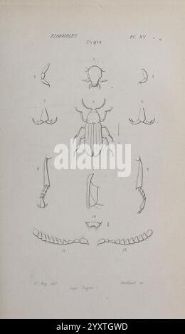 Annales de la Société Linnéenne de Lyon, Lyon, Société Linnéenne de Lyon, Naturgeschichte, Zeitschriften, diese Illustration zeigt detaillierte anatomische Zeichnungen verschiedener Insektenstrukturen, insbesondere aus der Gattung Zygia. Die Anordnung umfasst beschriftete Segmente, die verschiedene Teile wie Antennen, Mundteile, Beine und andere morphologische Merkmale zeigen. Jedes Element ist akribisch dargestellt und zeigt die Komplexität und Vielfalt der Anatomie des Insekts. Das Diagramm erleichtert das Verständnis der spezifischen Merkmale, die die Mitglieder dieser Gattung unterscheiden, und macht sie wertvoll Stockfoto