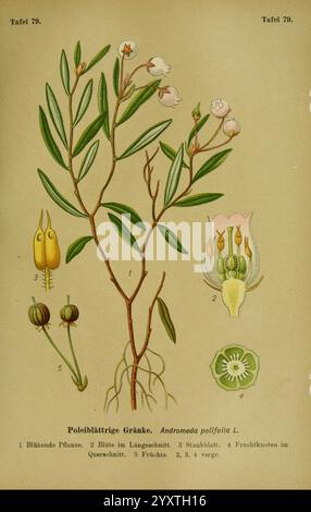 Die Giftpflanzen Deutschlands, Braunschweig, F. Vieweg, 1910, Deutschland, die Abbildung zeigt eine detaillierte botanische Studie von Andromeda polifolia L., allgemein bekannt als Moorrosmarin. Es umfasst die folgenden Komponenten Stockfoto