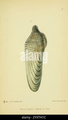 Die, essbar, Mollusca, von, Great, Großbritannien, und, Irland, London, L. Reeve & Co, 1884, Cooking, Shellfish, Großbritannien, Mollusken, mslovell, Taxonomie: phylum= Mollusca, Mollusken, Irland, Muscheln, Pholas dactylus, Piddock, Hist, SCI, das Bild zeigt eine detailreiche Abbildung eines Pholas Dactylus, bekannt als Piddock oder Muschel. Diese Meeresbiventile verfügt über eine einzigartige längliche, ovale Schale, die sich durch ihre ausgeprägten Grate und Nuten auszeichnet, die parallel zu ihrer Länge verlaufen. Die zarten Linien und Texturen der Schale erzeugen einen faszinierenden visuellen Effekt, der das natürliche Erscheinungsbild unterstreicht Stockfoto