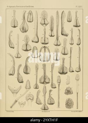 Revision der Echini Cambridge, Mass, University Press, 1872-1874. Klassifizierung Echinodermata Seeigel Museum für vergleichende Zoologie, diese Illustration zeigt eine detaillierte Sammlung verschiedener Formen von Stachelhäuterstrukturen, die unterschiedliche Formen und anatomische Merkmale zeigen. Jede Probe ist akribisch mit Zahlen gekennzeichnet, was als Referenz für wissenschaftliche Studien und Klassifizierungen dient. Die hier dargestellte Vielfalt der Morphologie repräsentiert verschiedene Arten oder Variationen innerhalb der Echinoderm-Klasse und unterstreicht ihre einzigartigen Anpassungen. Die komplizierten Designs betonen die Komplexität Stockfoto