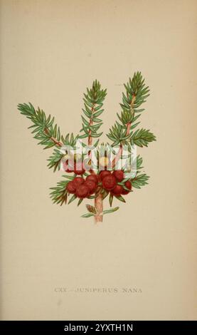 Die Flora der Alpen, London, J. C. Nimmo, 1896-1900, Alps, Blumen, Bergpflanzen, Pflanzen, Schweiz, Illustration von Juniperus nana, allgemein bekannt als zwergwacholder. Die detaillierte Darstellung zeigt die markanten nadelförmigen Blätter, die in einem gewellten Muster entlang des Stiels angeordnet sind. Kleine, runde, rötlich-braune Beeren sind hervorzuheben, was die Fortpflanzungsstrukturen der Pflanze unterstreicht. Die Gesamtkomposition betont die komplizierten Details des Laubs und der Beeren und fängt das Wesen dieses harten Strauchs ein, der oft in alpinen und subalpinen Regionen zu finden ist. Stockfoto