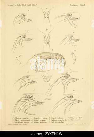 Reise der österreichischen Fregatte Novara Wien Kaiserlich 1861-75.jpg, Eine detaillierte Illustration, die verschiedene anatomische Perspektiven eines Krustentiers zeigt und insbesondere die Struktur seiner Anhängsel und Merkmale hervorhebt. Die Bilder sind methodisch angeordnet, nummeriert von 1 bis 11, was verschiedene Aspekte wie Krallen, Beine und andere wichtige anatomische Teile veranschaulicht. Jede Figur betont spezifische Eigenschaften, wie Größenänderungen, Gelenkstrukturen und biologische Klassifikationen. Diese pädagogische Darstellung soll das Verständnis der Krebstiermorphologie verbessern Stockfoto