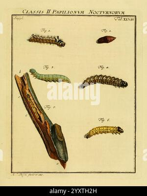 De natuurlyke Historie der Insekten Te Haarlem von C. H. Bohn en H. de Wit boekverkoopers 1764-68 Insekten arthropoda Woods Hole Arthropod, eine Illustration, die verschiedene Stadien der Mottenentwicklung darstellt, wobei eine Auswahl von Raupen und ihren dazugehörigen Stadien hervorgehoben wird. Das Bild zeigt mehrere Raupen in verschiedenen Farben und Mustern, die jeweils mit fortlaufenden Zahlen beschriftet sind. Zusätzlich wird ein Abschnitt einer Niederlassung mit einem caterpillar-Gehäuse vorgestellt, der einen Einblick in den Transformationsprozess bietet. Die künstlerische Darstellung hebt die komplizierten Details dieser Kreationen hervor Stockfoto