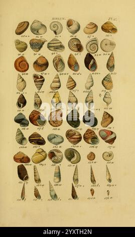 Index testaceologicus, London, 1856, Weichtiere, Muscheln, Muscheln, eine Zusammenstellung verschiedener Muscheln mit einer Vielzahl von Formen, Größen und Mustern. Jede Schale ist sorgfältig nummeriert, was wahrscheinlich zur Identifizierung oder Klassifizierung dient. Die Kollektion umfasst spiralförmige, konische und längliche Formen sowie verschiedene Farbmuster mit Streifen, Wirbeln und Flecken. Dieses Sortiment hebt die natürliche Schönheit und Vielfalt der Meeresmuscheln hervor und betont ihre komplexen Designs und Strukturen. Das Layout schlägt einen wissenschaftlichen oder pädagogischen Kontext vor, wobei der Schwerpunkt auf der Untersuchung dieser Meeresspezialitäten liegt Stockfoto