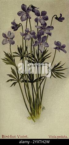 Feldbuch der amerikanischen Wildblumen New York, 1912 Blumen Bratsche, Pedata, Ein zartes Arrangement von Bird-Foot Violet Blüten, wissenschaftlich bekannt als Viola pedata. Die Blüten haben raffinierte, tiefviolette Blüten mit subtilen Farbvariationen, elegant auf schmalen Stielen. Das üppige, grüne Laub darunter zeigt fein geteilte Blätter, die die Schönheit dieser Wildblume insgesamt noch verstärken. Jede Blüte ist ein Zeugnis der Kunstfertigkeit der Natur und lädt zu Bewunderung für ihre einzigartige Form und ihre lebendigen Farben ein. Die Gesamtkomposition fängt das Wesen des Frühlings und die zarte Schönheit des wilden Blütenpreises ein Stockfoto