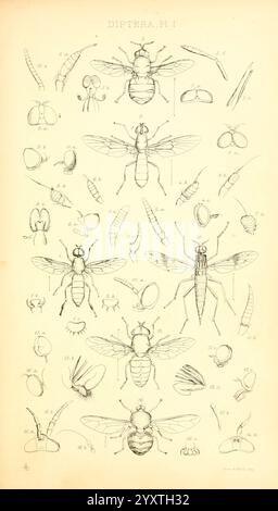 Insecta Britanica, Diptera London, Reeve und Benham, 1851-1856, Großbritannien, Diptera, Farbsammlungen, die Illustration zeigt eine detaillierte Auswahl verschiedener Dipteranarten, die ihre anatomischen Strukturen und charakteristischen Eigenschaften zeigen. Das Arrangement umfasst mehrere Varianten von Fliegen, die Merkmale wie Flügel, Beine, Antennen und andere morphologische Merkmale hervorheben. Jede Probe ist sorgfältig mit entsprechenden Nummern zur Identifizierung gekennzeichnet. Das Kunstwerk spiegelt einen wissenschaftlichen Ansatz der Entomologie wider, betont die Vielfalt innerhalb der Diptera-Ordnung und dient als Stockfoto