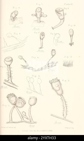 Eine Geschichte der britischen Marine Polyzoa, London, J. Van Voorst, 1880, Bryozoa, die Abbildung zeigt verschiedene detaillierte Studien von botanischen Proben, die verschiedene Entwicklungsstadien und spezifische Merkmale darstellen. Jede Figur ist numerisch beschriftet, wodurch verschiedene Pflanzenstrukturen wie Knospen, Blüten und Samenkapseln hervorgehoben werden. Die Feinheiten der botanischen Anatomie werden betont, wobei Texturen, Formen und Arrangements beachtet werden. Einige Abbildungen scheinen die reproduktiven Aspekte der Pflanzen zu veranschaulichen, während andere sich auf die Krümmung und das Wachstum konzentrieren. Diese Sammlung dient als va Stockfoto