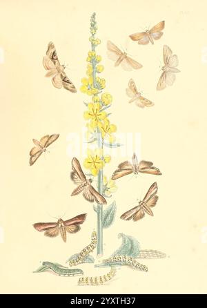 Briten und ihre Umwandlungen, London, 1843-45, Großbritannien, Eine botanische Illustration mit einer lebendigen blühenden Pflanze mit langen gelben Blüten, die in der Mitte hoch stehen. Um die Pflanze herum gibt es mehrere Arten von Falter und Schmetterlingen, die komplizierte Muster und verschiedene Braun- und Cremetönen zeigen. Einige Raupen sind ebenfalls an der Basis abgebildet, was den Lebenszyklus dieser Insekten unterstreicht. Die gesamte Komposition hebt die zarte Schönheit der Natur hervor und veranschaulicht das Verhältnis zwischen Flora und Fauna in einer harmonischen Szene. Stockfoto