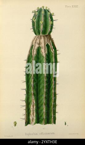 The Flora homoeopathica, London, Leath & Ross, 1852-1853, Botanik, Homöopathie, Bildwerke, botanische Medizin, Materia medica Gemüse, Materia medica und Therapeutika, Euphorbia officinarum, diese Illustration zeigt einen hohen, markant geriffelten Kakteen, der sich durch seine lange, aufrechte Form und hervorstehende Stacheln auszeichnet. An der Spitze erscheint ein kleinerer, runder wuchs auf dem Hauptstamm, der die einzigartige Morphologie der Pflanze verdeutlicht. Die komplizierten Details der Stacheln und die Textur der Kaktusoberfläche lenken die Aufmerksamkeit auf seine natürliche Schönheit und Widerstandsfähigkeit. Die Hauptfigur ist klein Stockfoto