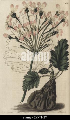 Geraniaceae, London, gedruckt für James Ridgway, Piccadilly, 1820-1830, 19. Jahrhundert, England, Gravuren, Geraniaceae, Geranien, Großbritannien, handgemalte Färbung, malerische Werke, Eine botanische Illustration zeigt eine blühende Pflanze mit zarten rosa Blüten und breiten, strukturierten grünen Blättern. Die Zusammensetzung unterstreicht die große, bauchige Wurzelstruktur der Pflanze und betont ihre Verbindung zur Erde. Die komplizierten Details der Blütenblätter und des Laubs bieten einen klaren Blick auf die Merkmale der Pflanze und zeigen die Schönheit und Komplexität der Natur in einer lebendigen Darstellung des Lebens. Stockfoto