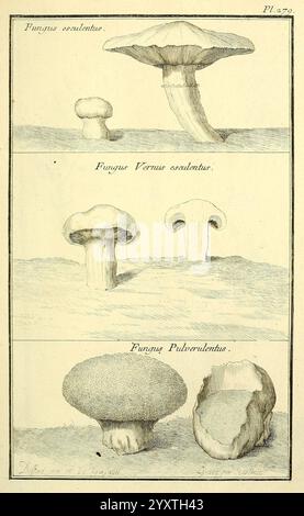 Les Figures des plantes et animaux d'use en medicine, Paris, Desprez, 1764-1765, materia medica, diese Illustration zeigt drei verschiedene Arten von Pilzen, von denen jeder sorgfältig gezeichnet wurde, um seine einzigartigen Eigenschaften hervorzuheben. Stockfoto