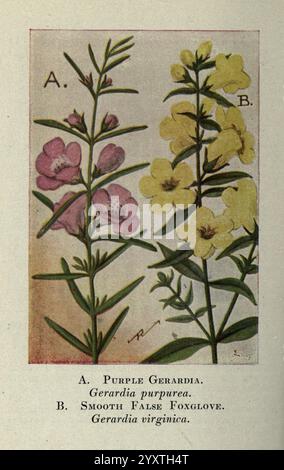 Wild, Blumen, östlich, von, Rockies, New York, 1910, vereinigte staaten, Wildblumen. die Abbildung zeigt zwei unterschiedliche blühende Pflanzen, die wie folgt gekennzeichnet sind Stockfoto