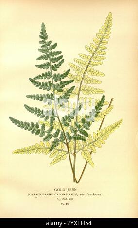 Lieblings-, Blumen-, Garten- und Greenhouse, London und New York, Frederick, Warne & Co, 1896-97, 19. Jahrhundert, Chromolithographie, Blumenzucht, Frankreich, Ikonen, Pflanzen, Zierpflanzen, Eine botanische Illustration zeigt den Goldfarn, wissenschaftlich bekannt als Gymnogramm calomelanos var. Laucheana. Die Abbildung zeigt zwei unterschiedliche Fronds, eine leuchtend grün und die andere ein zartes Gelb. Jeder Frond weist komplizierte Blattstrukturen mit fein detaillierten Segmenten auf, die die einzigartigen Merkmale der Art hervorheben. Das Kunstwerk wird von einer Beschreibung begleitet, die den Farn betont Stockfoto