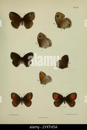 Lepidoptera indica, London, 1890-1913, Indien, Lepidoptera, Frederic Moore, Eine Sammlung von illustrierten Schmetterlingen, die verschiedene Arten und ihre einzigartigen Flügelmuster zeigen. Jeder Schmetterling ist nummeriert und hat eine markante braune und beige Färbung, mit komplizierten Markierungen und Augenflecken, die den visuellen Reiz verstärken. Das Arrangement umfasst verschiedene Positionen und Orientierungen, die die Vielfalt in Größe und Form der Arten hervorheben. Diese detaillierte Darstellung dient als Studie über entomologische Schönheit und die komplizierten Entwürfe, die in der Natur zu finden sind. Stockfoto