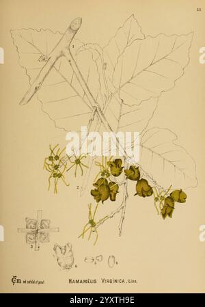 Amerikanische Heilpflanzen New York, Boericke & Tafel, 1887. Botanik, medizinisch, vereinigte staaten, Hamamelis virginiana, medizinische Botanik., eine botanische Illustration, die die Hamamelis virginica, allgemein bekannt als Hexenhamelis, zeigt. Das Kunstwerk zeigt eine detaillierte Darstellung der Blätter, Äste und Blumen der Pflanze. Zwei Gruppen gelblicher Blüten werden hervorgehoben, die ihre einzigartigen, bandförmigen Blütenblätter betonen. Die Blumendarstellung wird durch markierte Diagramme der Samen und einen Querschnitt der Struktur der Pflanze ergänzt, die zusätzliche Einblicke in ihre botanischen Eigenschaften geben. Stockfoto