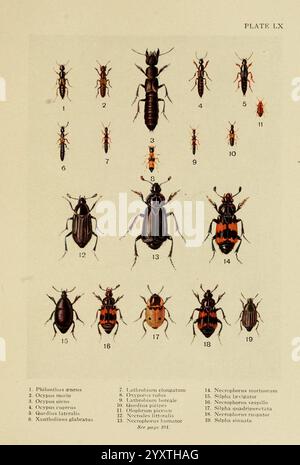 Insecte, Life, London, A. & C. Black, ltd, 1921, Arthropoda, Entomologie, Laborhandbücher, Arthropoden, diese detaillierte Abbildung zeigt eine Vielzahl von Insektenarten, die systematisch zur Identifizierung angeordnet sind. Jede Probe ist als Referenz mit einer entsprechenden Nummer gekennzeichnet. Die Kollektion umfasst verschiedene Arten von Käfern, die sowohl gemeinsame als auch eindeutige Markierungen aufweisen, die ihre einzigartigen Eigenschaften hervorheben. Die Darstellung betont die Vielfalt in Größe, Form und Färbung der Arten und dient als pädagogische Ressource für Entomologen und Enthusiasten, die Insektentaxon studieren Stockfoto