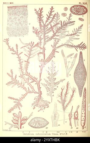 Ikonen japanischer Algen, Tokio, Kazamashobo 1907-1942, Algen, Botanik, Japan, Bildwerke, Hirakusa, Gelidium subcostatum, diese Illustration zeigt verschiedene Arten von Meeresalgen, insbesondere Gelidium subcostatum Oka. Die detaillierten Darstellungen enthalten unterschiedliche Strukturen und Formen der Algen, die mit numerischen Etiketten zur Identifizierung gekennzeichnet sind. Jede Komponente wird akribisch gerendert und zeigt die komplizierten Muster und Texturen, die für diese Organismen typisch sind. Das Arrangement bietet einen umfassenden Überblick über ihre Morphologie und hilft bei der Untersuchung und Klassifizierung von mar Stockfoto