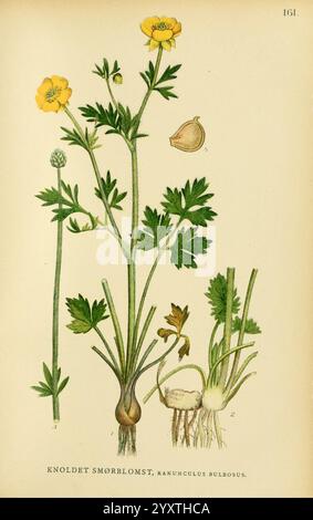 Billeder af Nordens Flora, København, G. E. C. Gad, 1901-1903 [d. h. 1907], Bildwerke, Pflanzen, Skandinavien, die Illustration zeigt eine botanische Studie der Pflanze Ranunculus bulbosus, allgemein bekannt als Knollenhut. Die detaillierte Darstellung zeigt die charakteristischen Merkmale der Pflanze, einschließlich der abgerundeten gelben Blüten an der Spitze, der fein geteilten Blätter und der bauchigen Struktur an der Basis. Die Hauptpflanze wird mit markierten Teilen begleitet, die die verschiedenen Stadien des Wachstums und der Struktur hervorheben, wie die unreifen Blütenknospen und die Samenkapsel. Die elegante Anordnung der Pflanze Par Stockfoto