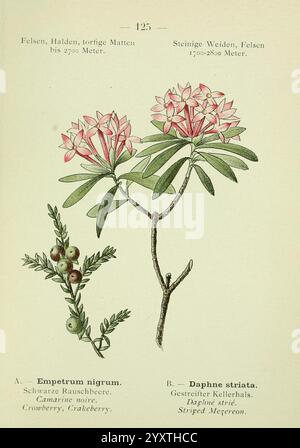 Alpen-Flora, Heidelberg, C. Winter, 1906, alps, Bergpflanzen, Bildwerke, gestreifter Mezereon, Blumen, Crowberry, Preiselbeere, die Abbildung zeigt zwei botanische Exemplare: auf der linken Seite ist **Empetrum nigrum**, allgemein bekannt als schwarze Crowberry, gekennzeichnet durch ihre kleinen, dunklen Beeren und nadelförmigen Blätter. Auf der rechten Seite befindet sich **Daphne striata**, oder gestreifter Mädesüß, erkennbar an seinen zarten rosa Blüten und markanten gestreiften Blättern. Beide Pflanzen werden detailliert dargestellt, zeigen ihre einzigartigen Eigenschaften und bieten einen Einblick in ihre natürlichen Lebensräume. Die Begleitung Stockfoto