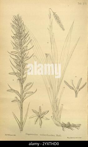 Journal of Botany, britisches und ausländisches London Robert Hardwicke 1863-1942 Botany Great Britain Periodicals Plants, Eine botanische Illustration mit der Pflanze Nauweedus calenthoides, die ihre besonderen Merkmale zeigt. Die Zeichnung enthält einen hohen Blütenstand auf der linken Seite, detaillierte Blätter in der Mitte und eine vergrößerte Ansicht der Blumenstruktur auf der rechten Seite. Die verschiedenen Elemente sind zur Identifizierung mit Buchstaben gekennzeichnet, die die komplizierten Details der Blätter und Blütenteile hervorheben und die einzigartige Morphologie der Pflanze betonen. Stockfoto