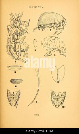 Die Biologie und Ökologie der aquatischen und halbaquatischen Hemiptera, Lawrence, Kan, 1919 hemiptera aquatische Käfer, Eine Sammlung detaillierter botanischer und entomologischer Illustrationen mit der Bezeichnung ''Platte XXV'' Stockfoto