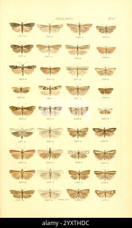 Index entomologicus London William Wood 1839 Butterflies Classification Great Britain Identification Lepidoptera Pictorial Works, Ein umfassendes Blatt, das eine Vielzahl von Mottenarten zeigt, die sorgfältig in Reihen und Säulen angeordnet sind. Jede Probe wird mit ihren charakteristischen Flügelmustern und Farben angezeigt, die mit entsprechenden Kennnummern gekennzeichnet sind. Das Layout hebt die komplizierten Details der Falter hervor, sodass die einzigartigen Texturen und Markierungen zu schätzen sind. Diese Sammlung dient als pädagogisches Hilfsmittel und veranschaulicht die Vielfalt und Schönheit dieser Insekten im Inneren Stockfoto