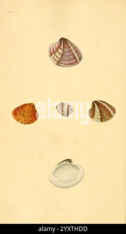 Die Naturgeschichte der britischen Muscheln. v.1-3. London, gedruckt für den Autor und für F.C. und J. Rivington, von Bye and Law, 1800–1804. Grossbritannien, Mollusks, Pictorial Works, Shells, die Komposition zeigt eine Vielzahl von detaillierten Muschelabbildungen, die jeweils unterschiedliche Muster und Texturen zeigen. Oben zeigt eine wunderschön gemusterte Schale leuchtende Farbtöne und ausgeklügelte Streifen. Darunter befindet sich eine kleinere, glatte Schale im Kontrast zu ihren farbenfrohen Gegenstücken, während eine andere etwas größere Schale ein spiralförmiges Design aufweist, das der Anordnung ein dynamisches Element verleiht. Flanken Stockfoto