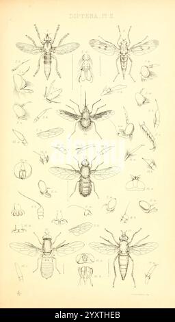 Insecta Britanica, Diptera London, Reeve und Benham, 1851-1856, Großbritannien, Diptera, Color Collections, Eine detaillierte Illustration, die verschiedene Arten von Diptera zeigt, allgemein bekannt als wahre Fliegen. Die Komposition besteht aus mehreren Proben, die in einem Rasterformat angeordnet sind, wodurch ihre charakteristischen anatomischen Strukturen und Merkmale hervorgehoben werden. Jede Fliege wird in verschiedenen Positionen dargestellt und zeigt Merkmale wie Flügel, Antennen und Körperform. Einige Proben sind mit Etiketten versehen, die Identifikationsnummern als Referenz enthalten. Diese Kollektion spiegelt die Vielfalt innerhalb des Dipters wider Stockfoto