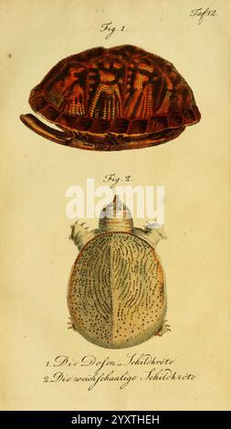 Herr de la Cepede's Naturgeschichte der Amphibien Weimar, Verlage des Industrie-Comptoir's, 1800-1802. Amphibien, Reptilien, diese Illustration zeigt zwei unterschiedliche Ansichten einer Schildkröte. Der obere Abschnitt zeigt die Rückenansicht und hebt die wunderschön gemusterte Schale mit komplizierten Designs hervor, die natürliche Kunstfertigkeit widerspiegeln. Unten ist die ventrale Ansicht dargestellt, die die Unterseite der Schildkröte zeigt, die durch ein glatteres Aussehen und verschiedene Texturen gekennzeichnet ist. Jedes Teil ist sorgfältig beschriftet, mit Beschriftungen, die die spezifischen Schildkrötenarten angeben, die dargestellt werden, und so ihre einzigartige fea betonen Stockfoto