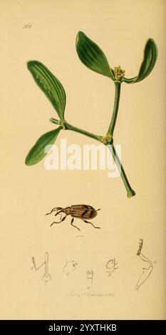 Britische Entomologie, v.2, London, gedruckt für den Autor 1823-40, Botanik, Großbritannien, Insekten, Bildwerke, John Curtis, Anthonomus pomorum, Viscum Album, Arthropoda, Arthropod, apfelblütenkäfer, Käfer, schillernde Vielfalt, die Illustration zeigt einen Zweig mit zwei langen grünen Blättern und kleine Gruppen von zarten gelben Blüten, die die komplizierten Details der Pflanze zeigen. Unter dem Ast befindet sich eine Darstellung eines Käfers, zusammen mit mehreren kleineren Abbildungen, die seine anatomischen Merkmale hervorheben. Dazu gehören Seiten- und Draufsichten des Käfers sowie detaillierte Skizzen Stockfoto