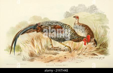 Indian Sporting Birds London Francis Edwards 1915 Birds Game Game Birds India, diese künstlerische Darstellung zeigt ein Paar exotischer Vögel, mit einem lebendigen männlichen Mann mit auffälligem Gefieder, das sich durch eine Kombination aus satten Farben wie schillerndem Grün und Gelb sowie komplizierten Mustern auszeichnet. Das Männchen steht stolz und zeigt seinen markanten roten Kamm und seine Watteleien, während das Weibchen, das in seiner Färbung gedämpfter ist, im Hintergrund positioniert ist und sich harmonisch mit dem natürlichen Lebensraum verschmilzt. Die Umgebung enthält grasbewachsene Elemente, die auf eine wilde Umgebung hinweisen, in der diese Vögel möglicherweise vorkommen Stockfoto