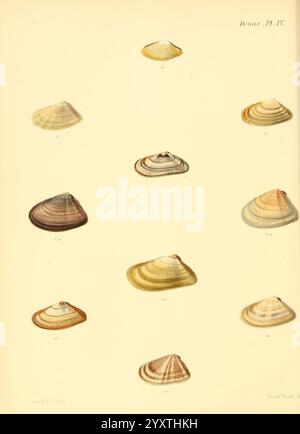 Conchologia iconica oder Illustrationen of the Muscheln of Molluscous Animals, London, Reeve, Brothers, 1843-1878, Mollusken, Bildwerke, Muscheln., diese Illustration zeigt eine Sammlung verschiedener Muschelmuster in einem systematischen Layout. Jede Schale zeigt einzigartige Formen, Muster und Farben, die die Vielfalt der Meeresmuscheln widerspiegeln. Die Schalen variieren in Größe und Form, einschließlich flacher, abgerundeter und leicht konischer Formen. Die Etiketten neben jeder Hülle geben individuelle Identifikationsnummern an, die auf ihre Klassifizierung hinweisen. Der Hintergrund ist ein heller, neutraler Ton, der das i ermöglicht Stockfoto
