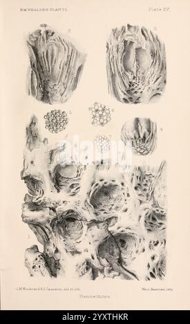 Katalog der mesozoischen Pflanzen im Department of Geology, British Museum (Natural History). London, Treuhänder der B.. M, 1894-1915. Kataloge, Department of Geology, England, London, Mesozoic, Paläobotanik, Gertrude Mary Woodward, Frauen in Wissenschaft, Gertrude Mary Woodward, 1. 1, diese Abbildung zeigt verschiedene detaillierte botanische Strukturen, die als Referenz mit Nummern gekennzeichnet sind. Oben sind mehrere unterschiedliche pflanzliche Fortpflanzungsstrukturen dargestellt, die ihre komplizierten Formen zeigen. Die folgende Abbildung zeigt einen Querschnitt oder eine Nahansicht eines Pflanzenstammes oder -Blattes, wodurch eine Zusammenstellung sichtbar wird Stockfoto