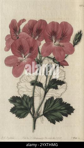 Geraniaceae, London, gedruckt für James Ridgway, Piccadilly, 1820-1830, 19. Jahrhundert, England, Gravuren, Geraniaceae, Geranien, Großbritannien, Handmalerei, diese Illustration zeigt eine Gruppe von leuchtenden rosa Geranie-Blüten, die ihre zarten Blütenblätter und ihre charakteristischen Adern zeigen. Die Blüten werden von üppig grünen Blättern begleitet, die einen gezackten Rand und markante Adern aufweisen. Die Komposition hebt die Feinheiten der Blumen und des Laubs hervor und fängt die natürliche Schönheit der Geranienpflanze ein. Unter dem Kunstwerk befindet sich eine detaillierte Inschrift, die die bota angibt Stockfoto