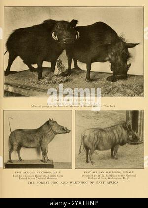 Lebensgeschichten afrikanischer Wildtiere New York, C. Scribner's Sons, 1914. Afrika, Osten, Schweine, Säugetiere, Warzenschweine, Suidae, Riesenwaldschwein, gemeiner Warzenschwein, Phacochoerus africanus, Hylochoerus meinertzhageni, das Bild zeigt drei unterschiedliche Darstellungen des ostafrikanischen Warzenschweins und des Waldschweins. Im oberen Bereich befinden sich zwei ostafrikanische Waldschweine, die in einer Nahaufnahme aufgenommen wurden, die ihre Besonderheiten und ihre soziale Interaktion hervorhebt. Unten links zeigt eine detaillierte Darstellung eines ostafrikanischen Warzenschweins seine robuste Konstruktion und charakteristische Stoßzähne, die für die Nahrungssuche und den Depot entwickelt wurden Stockfoto