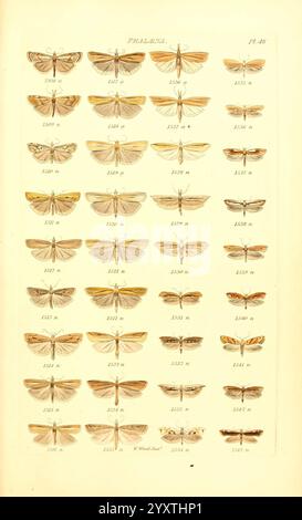 Index, Entomologicus, London, William, Wood, 1839, Schmetterlinge, Klassifizierung, Großbritannien, Identifizierung, Lepidoptera, Bildwerke., Eine Sammlung aufwändig detaillierter Illustrationen, die verschiedene Arten von Falter zeigen. Jedes Exemplar ist sorgfältig in Reihen angeordnet und zeigt eine Reihe von Farben, Mustern und Flügelformationen. Die Falter sind mit eindeutigen Identifikationsnummern gekennzeichnet, die ihre wissenschaftliche Klassifizierung anzeigen. Das Layout betont die Vielfalt und Schönheit dieser Insekten und hebt ihre Besonderheiten und Variationen hervor. Diese Sammlung dient als Studie in ento Stockfoto