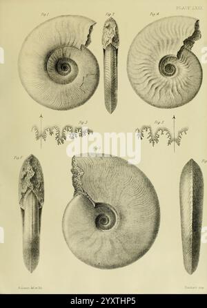 Monografie über die Lias Ammoniten der Britischen Inseln, London, gedruckt für die Palaeontographical Society, 1878-86, Ammonoidea, Großbritannien, Jurassic, Paläontologie zeigt die Abbildung eine Reihe detaillierter Darstellungen verschiedener Schalenstrukturen. Oben sind zwei spiralförmige Schalen dargestellt: Die erste Schale, die mit Abbildung 1 beschriftet ist, wird von einer Seitenansicht aus gezeigt, wodurch ihr kompliziertes Muster hervorgehoben wird, während Abbildung 2 eine Ansicht von oben nach unten zeigt, die ihre glatte und abgerundete Form betont. Darunter zeigen Abbildung 3 und Abbildung 4 verlängerte, konische Schalen mit feinen Linien, die ihre Textur widerspiegeln Stockfoto