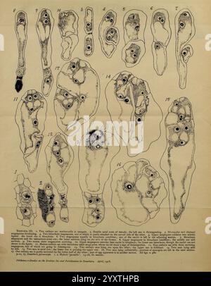 Annalen der Botanik, London, Botanik, Zeitschriften, Pflanzen, die Abbildung zeigt verschiedene biologische Formen und Strukturen, die wahrscheinlich mit marinem oder mikroskopischem Leben zusammenhängen. Mehrere Zahlen sind nummeriert und kommentiert, die unterschiedliche Perspektiven oder Phasen des Wachstums und der Entwicklung darstellen. Einige Formen erscheinen gestreckt oder segmentiert, während andere amorph oder unregelmäßig sind. Verschiedene Details veranschaulichen Merkmale wie Anhängsel, Oberflächenstrukturen und möglicherweise Fortpflanzungsorgane. Diese Sammlung dient als wissenschaftliche Referenz und unterstreicht die Vielfalt und Komplexität dieser Organismen, a Stockfoto