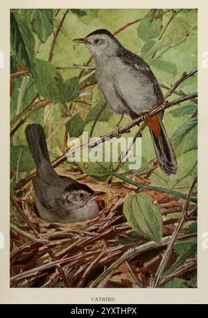 Vogelbiographien, New York, Dodd, Mead, 1923, Vögel, Katzenvögel, East US, zwei Katzenvögel sind in üppigem Grün dargestellt. Der eine Vogel sitzt auf einem Ast, dessen schlanke Federn das Licht auffangen, während der andere in einem Nest aus Zweigen und Blättern liegt. Das umgebende Laub sorgt für eine lebendige Kulisse mit Anklängen verschiedener Farben, die die ruhige Umgebung unterstreichen. Die Szene fängt einen Moment der Schönheit der Natur ein, betont den natürlichen Lebensraum der Vögel und pflegt die Instinkte. Stockfoto