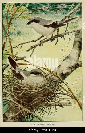 Wissen, Vögel, Durch, Geschichten, New York, Funk, Wagnalls, Company, 1922, Birds, Karettkopf, Krabbe, Krabbe, Lanius, Ludovicianus, Lanius, Ludovicianus, 598208, die Szene zeigt ein Paar Migrantenschrillen auf Ästen in einer ruhigen natürlichen Umgebung. Ein Vogel ist auf einem Zweig zu sehen, sein charakteristisches Gefieder ist mit Variationen in Grau und Schwarz gekennzeichnet. Unten, in einem gemütlichen Nest, eingebettet in das Laub, sitzt ein anderer Garnele und kümmert sich wahrscheinlich um seine Eier oder Jungküken. Sie umgeben von üppig grünen Blättern und zarten Wildblumen, die zu der ruhigen Atmosphäre beitragen. Die Kompott Stockfoto