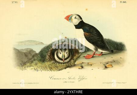 The Birds of America, New York, J.B. Chevalier, 1840-1844, Birds, Nordamerika, Bildwerke, John James Audubon, Fratercula arctica, Atlantischer Papageientaucher, John James Audubon, Ornithologie, lateinisch, die Szene zeigt ein Paar Papageientaucher in ihrem natürlichen Lebensraum. Ein Papageientaucher steht stolz auf dem Boden mit seinem unverwechselbaren, farbenfrohen Schnabel und auffälligem schwarz-weißem Gefieder, der wachsam und neugierig aussieht. Der andere Papageientaucher liegt in einer gemütlichen Höhle, dessen runder Kopf und weiche Federn herausragen. Die Umgebung ist eine üppige grüne Landschaft mit Anklängen an felsiges Gelände und eine ferne Küste, die an die r Stockfoto