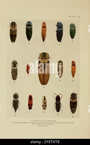 Insecte Life, London, A. & C. Black, Ltd, 1921, Arthropoda, Entomologie, Laborhandbücher, Arthropoden, Eine detaillierte Darstellung verschiedener Klickkäfer, die eine Reihe von Arten zeigen, die anhand eindeutiger Zahlen identifiziert werden. Jeder Käfer wird mit einem Schwerpunkt auf seiner charakteristischen Form, Größe und Farbe dargestellt, was die Vielfalt innerhalb der Familie veranschaulicht. Die Anordnung hebt sowohl ihre anatomischen Merkmale als auch ihre Unterschiede hervor und bietet Entomologen und Enthusiasten gleichermaßen eine Referenz. Die Überschrift enthält den Titel „A Group of Click Beetles“, der die Zuschauer einlädt, die faszinierende Welt von zu erkunden Stockfoto