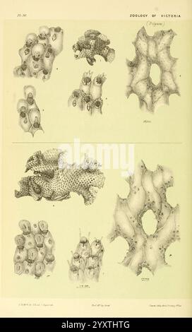 Natural History of Victoria, Dez. 6-10 Melbourne, J. Ferres, Regierungsdrucker, 1885-90, Australien, Victoria, Zoology, Polyzoa, Rete pora aurantiaca, Rete pora aurantiaca, Rete pora phoenicea, Rete pora phoenicea, Australien, Woods Hole, eine Sammlung detaillierter Abbildungen verschiedener Korallenarten, die ihre einzigartigen strukturellen Merkmale zeigen. Die Abbildungen zeigen die komplizierten Strukturen und Formen der Korallen und betonen ihre biologische Vielfalt. Jedes Exemplar ist mit wissenschaftlichen Bezeichnungen versehen und trägt zur Erforschung der Meeresökosysteme bei. Diese visuelle Wiederholung Stockfoto