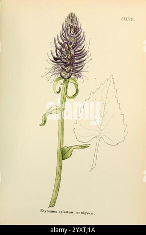 Blumen Engadine Winchester gedruckt Autor Warren Sohn 1891 Engadine Flowers Pictorial Works Switzerland, die Illustration zeigt die Phyteuma spicatum var. Nigrum, mit seiner unverwechselbaren Blüte und seinem Blatt. Die Blume ist mit langen Stacheln dargestellt, die eine Reihe von komplizierten, geclusterten Blüten in violetten Tönen präsentieren. Unter der Blüte tauchen dünne grüne Blätter auf, die die elegante Struktur der Pflanze betonen. Eine detaillierte Blattzeichnung unterstreicht die Form und Textur der Blätter und betont so das botanische Detail und die Kunstfertigkeit. Der wissenschaftliche Name ist am unteren Rand elegant beschriftet, indi Stockfoto