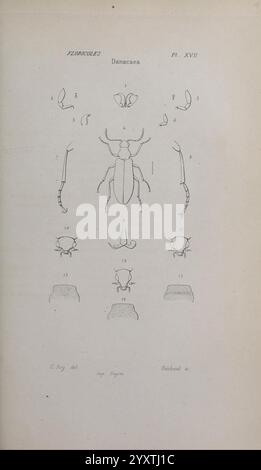 Annales de la Société Linnéenne de Lyon, Lyon, Société Linnéenne de Lyon, Naturgeschichte, Zeitschriften, diese Illustration zeigt detaillierte anatomische Skizzen verschiedener Arten innerhalb der Familie Danacacea. Es enthält beschriftete Figuren, die verschiedene Merkmale wie Antennen, Unterkiefer und Körperstrukturen darstellen, die mit diesen Käfern in Verbindung stehen. Jede Zahl entspricht einem bestimmten Teil, wodurch die Feinheiten ihrer Morphologie hervorgehoben werden. Die Vereinbarung betont sowohl spezifische Merkmale als auch eine vergleichende Sichtweise, die dem Verständnis ihrer Klassifizierung und Besteuerung dient Stockfoto