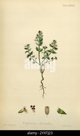 The Flora Homoeopathica, London, Leath & Ross, 1852-1853, Botanik, Homöopathie, Bildwerke, Euphrasia officinalis, Botanik, Medizin, materia medica, Gemüse, Materia medica und Therapeutika. diese Abbildung zeigt Euphrasia officinalis, allgemein bekannt als Augentrost, und zeigt die empfindliche Struktur der Pflanze. Die Hauptpflanze hat grüne Stämme, die mit kleinen gezackten Blättern und weißen und violetten Blüten verziert sind, die an den Spitzen blühen. Unter der Pflanze zeigen nummerierte Abbildungen wichtige Komponenten: Eine Nahaufnahme der Blüte, eine Ansicht der Samenkapsel und eine Darstellung der Wurzel Stockfoto