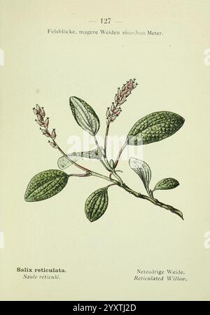 Alpen-Flora Heidelberg C. Winter 1906 alpen Bergpflanzen Bildwerke Netzweide, die Abbildung zeigt einen Zweig der Salix reticulata, allgemein bekannt als Netzweide. Sie verfügt über längliche, ovale Blätter mit einer strukturierten Oberfläche, die ein Muster zeigt, das einem Netzwerk ähnelt. Die Blätter werden von kleinen, zarten Blüten an den Stielspitzen begleitet, die die Fortpflanzungseigenschaften der Pflanze hervorheben. Die elegante Komposition betont die natürliche Schönheit und die komplizierten Details der Netzweide, zusammen mit ihrem wissenschaftlichen Namen und verschiedenen translat Stockfoto