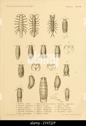 Reise der österreichischen Fregatte Novara Wien, Kaiserlich-Königlich 1861-75., Eine detaillierte Darstellung verschiedener Arten der Klasse Crustacea, akribisch nummeriert und zur Identifizierung gekennzeichnet. Das Diagramm zeigt eine Reihe von Krebstieren, einschließlich verschiedener Formen und Strukturen, die jeweils mit präzisen anatomischen Details dargestellt werden. Bemerkenswerte Arten werden mit unterschiedlichen Merkmalen wie Körpersegmentierung, Anhängsel und Exoskelett hervorgehoben. Das Layout betont einen wissenschaftlichen Ansatz in der Meeresbiologie, der die Vielfalt und Komplexität dieser Organismen widerspiegelt. Stockfoto